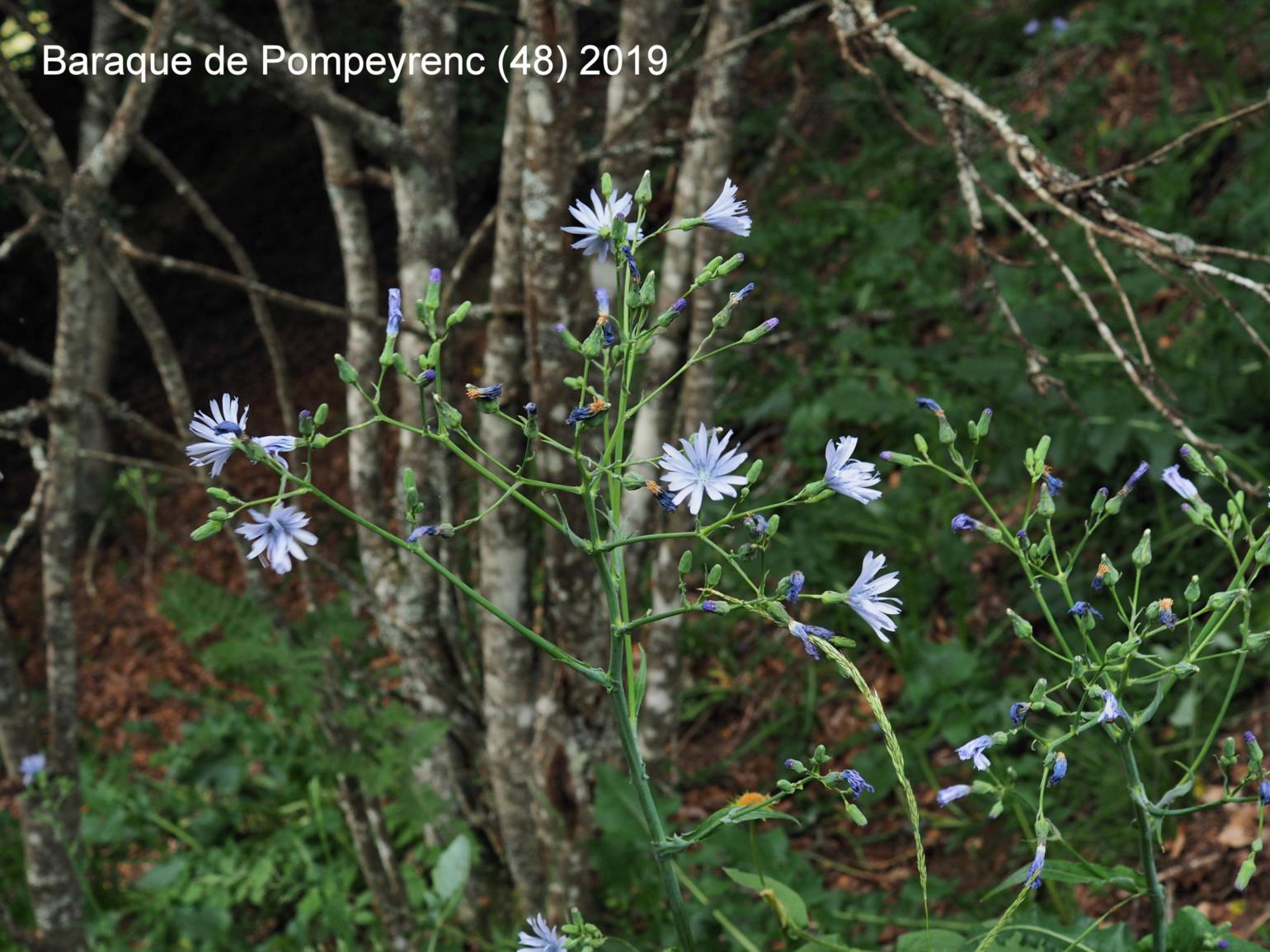 Blue-Sow-Thistle, Hailess